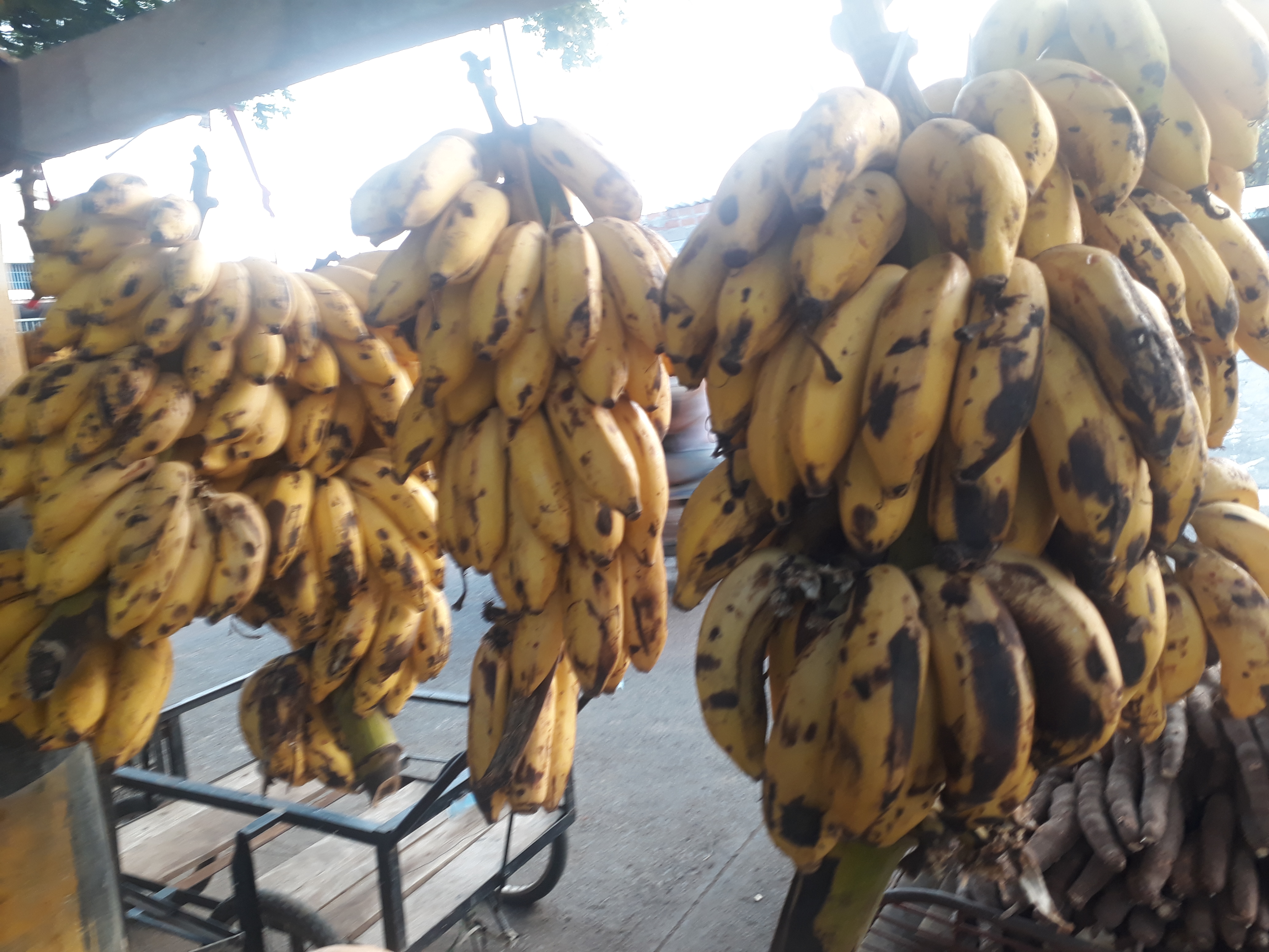 Banano manzano