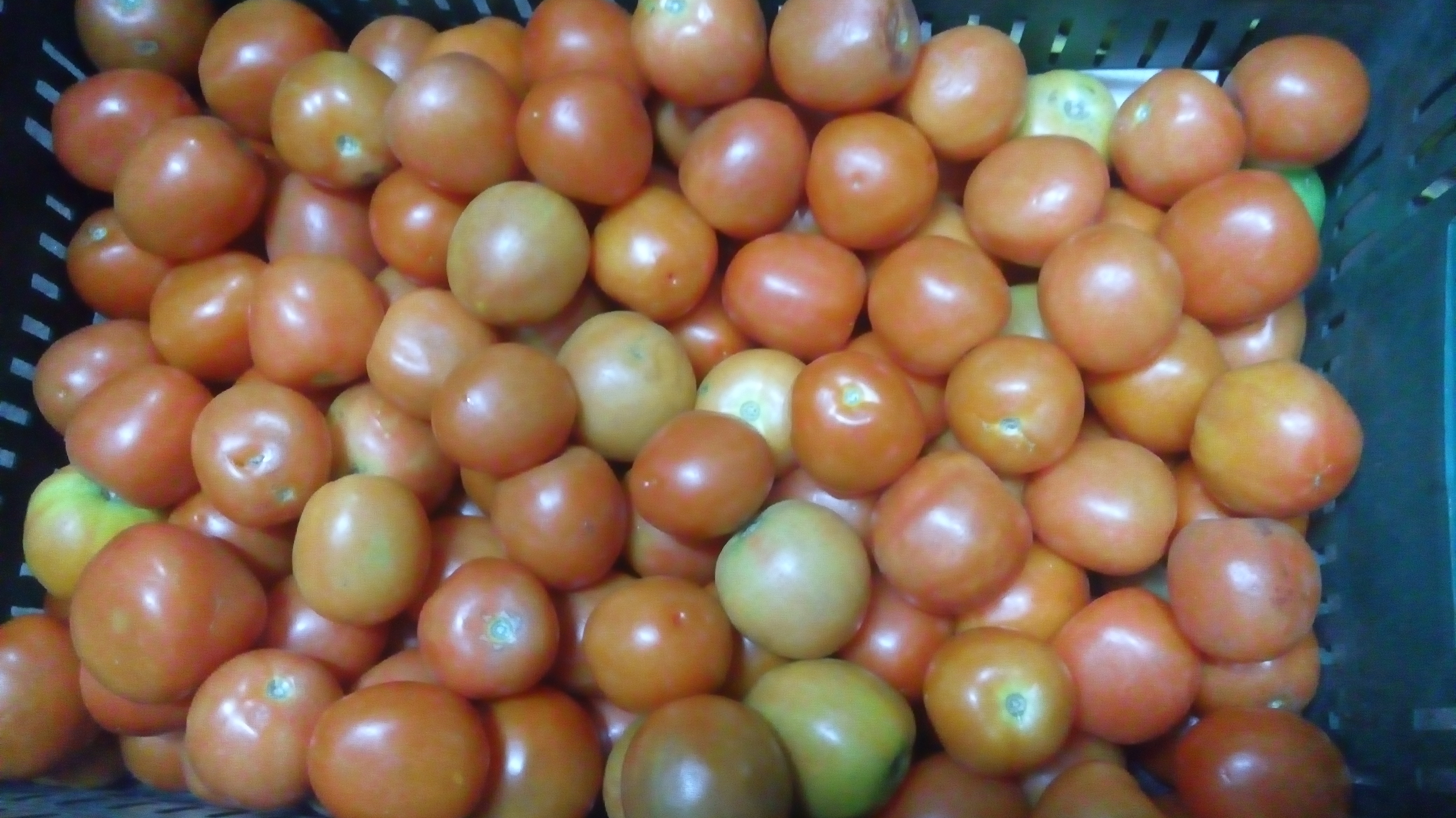 Tomate Cherry