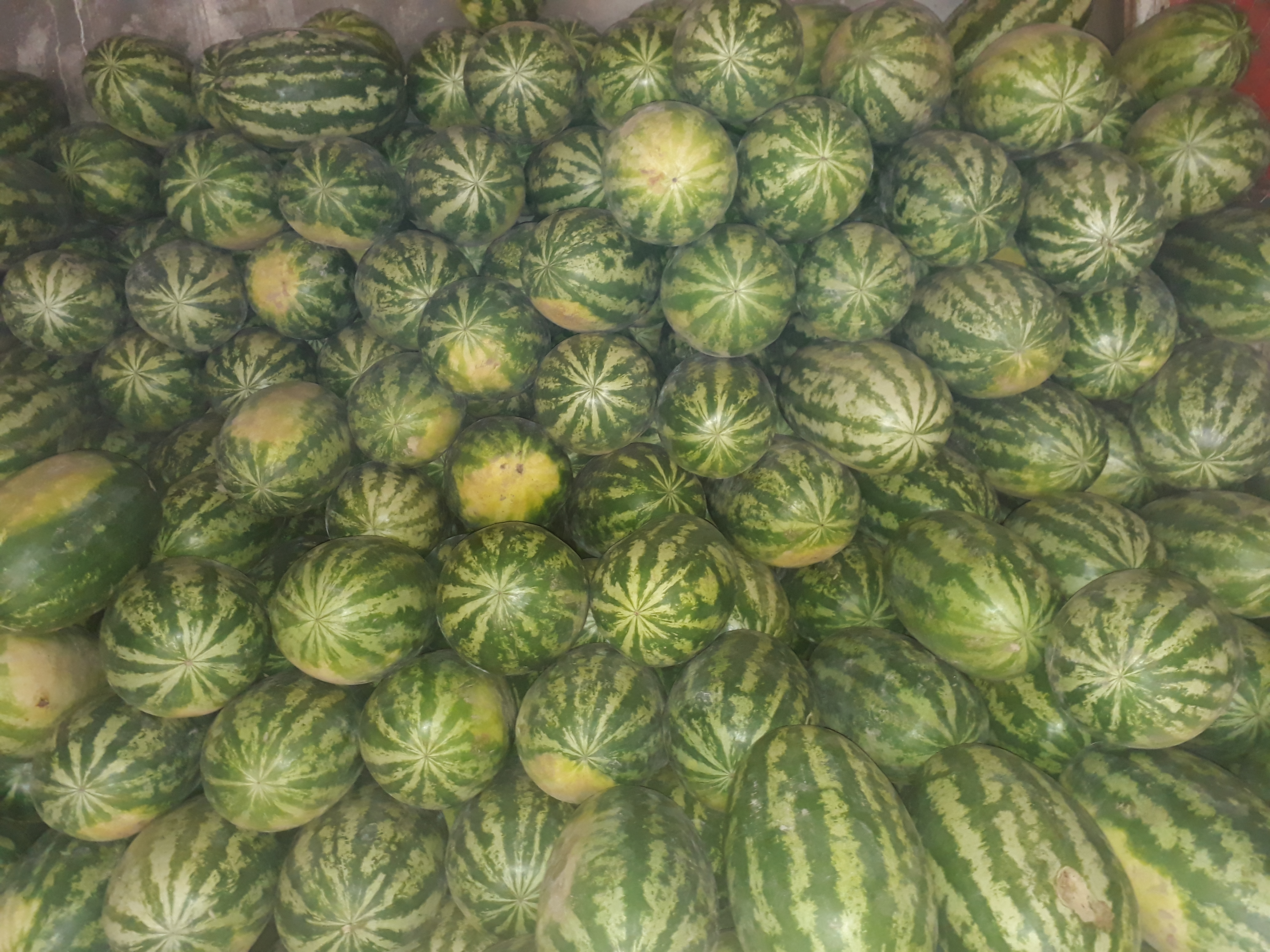 Sandia costeña