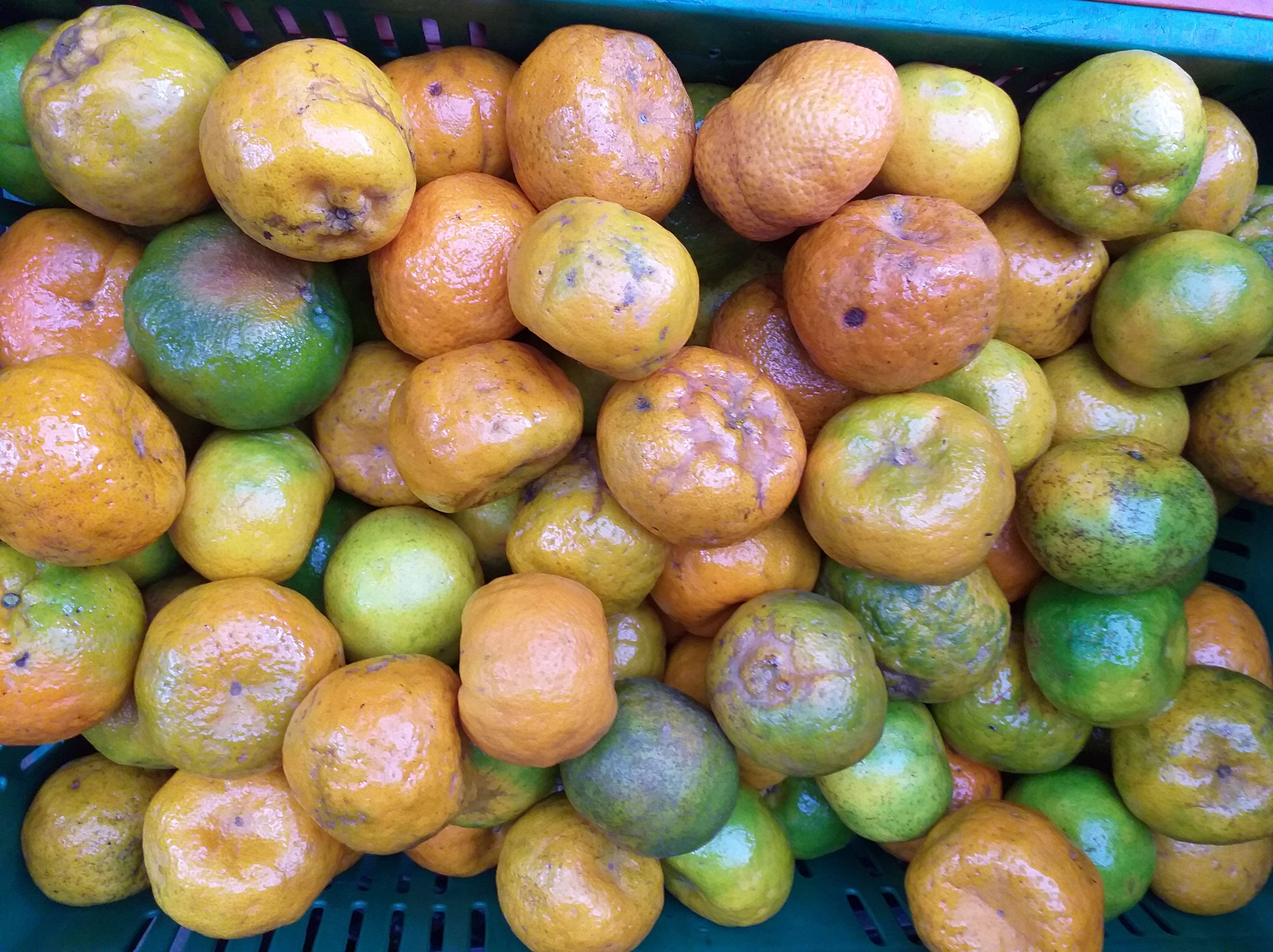 Mandarina oneca