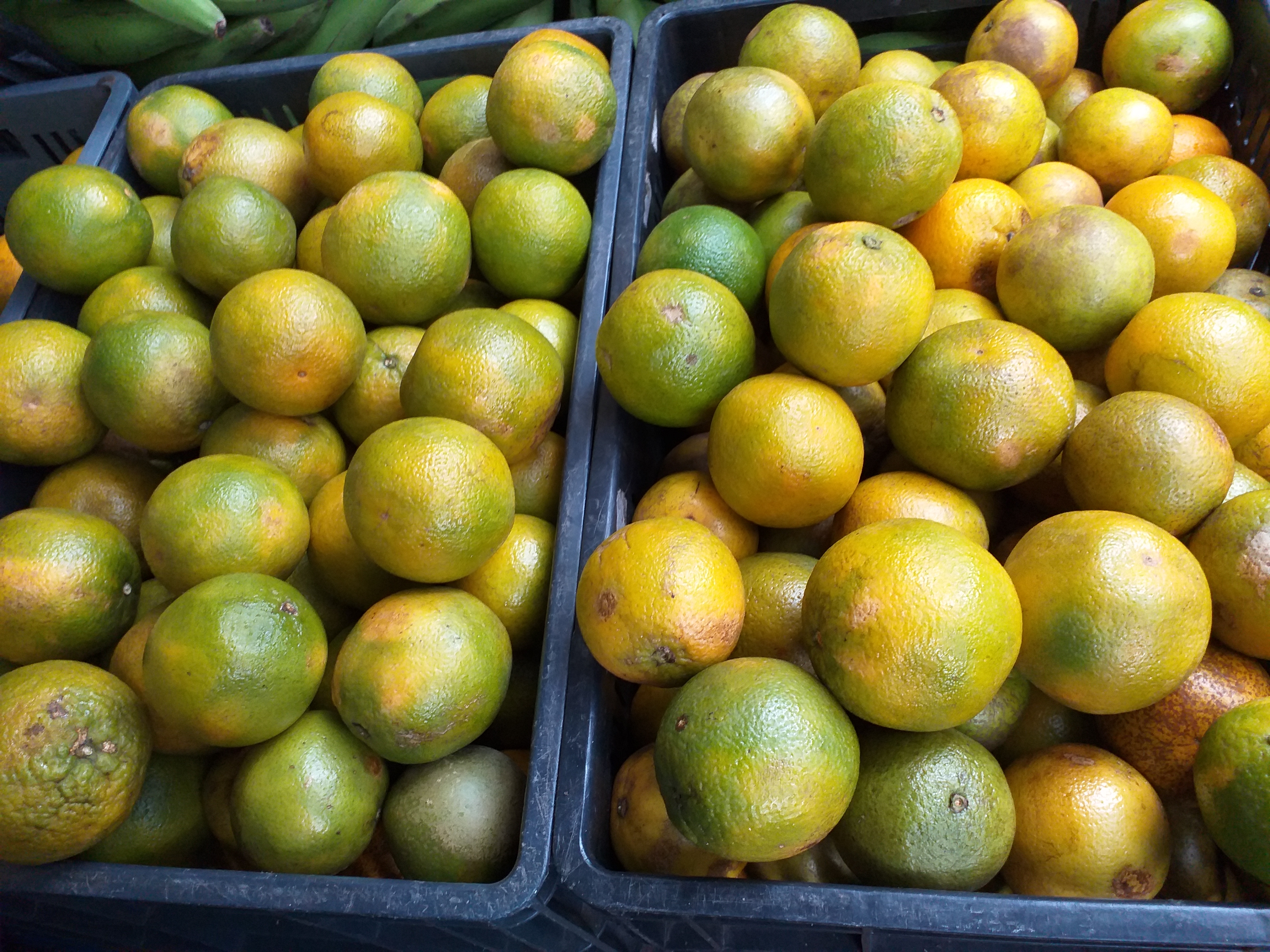 Naranja valencia