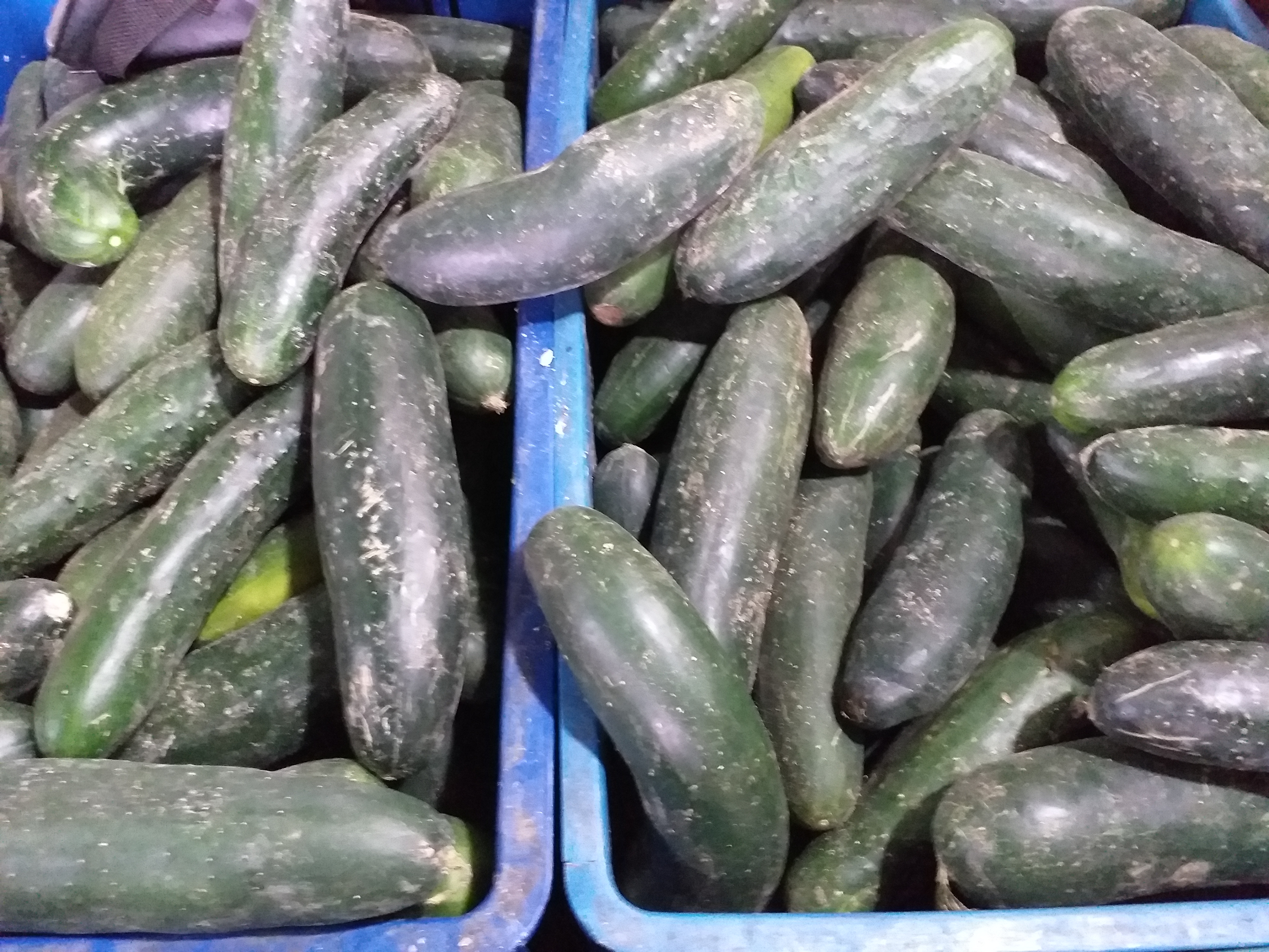 Pepino cohombro