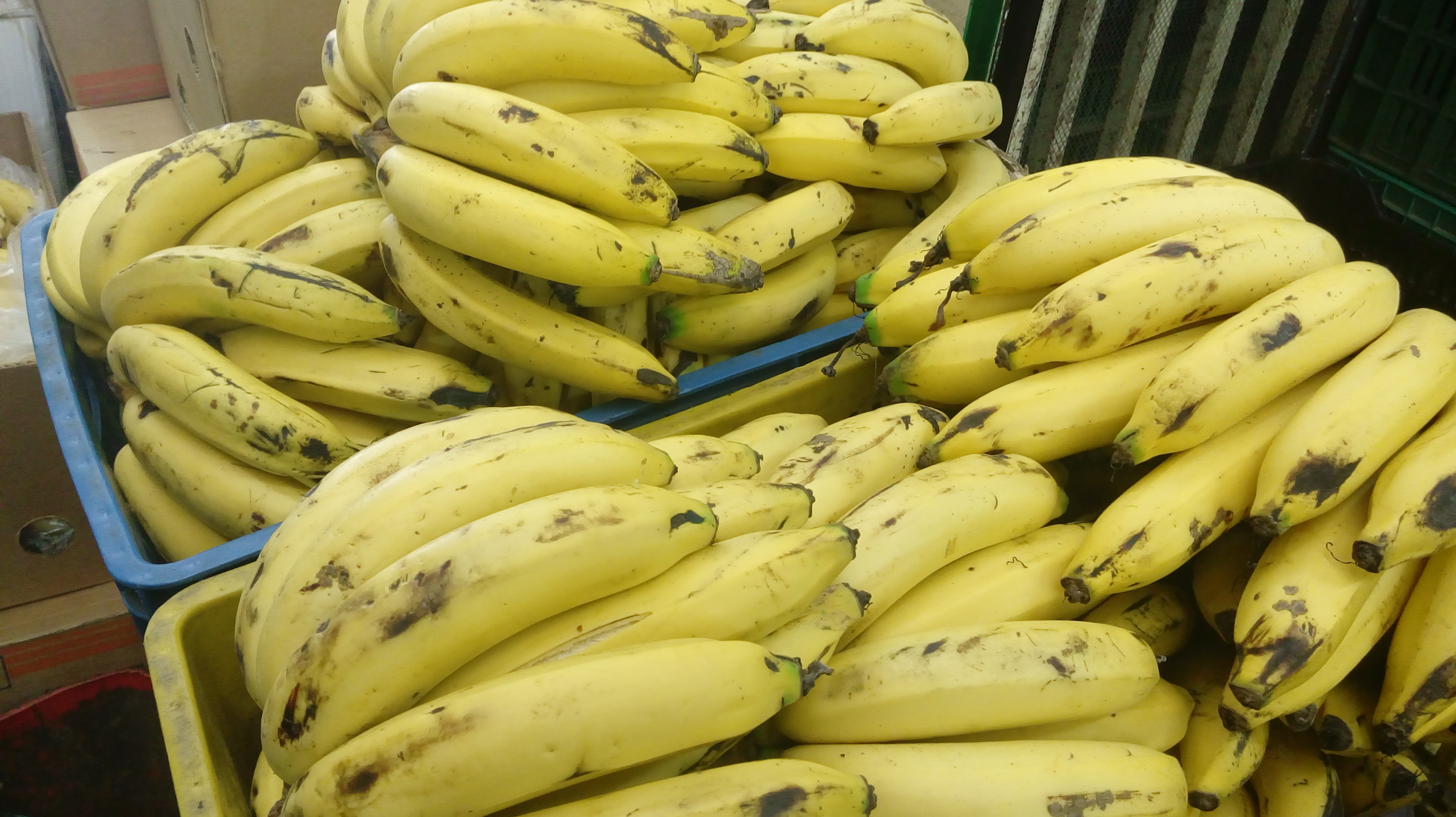 Banano criollo