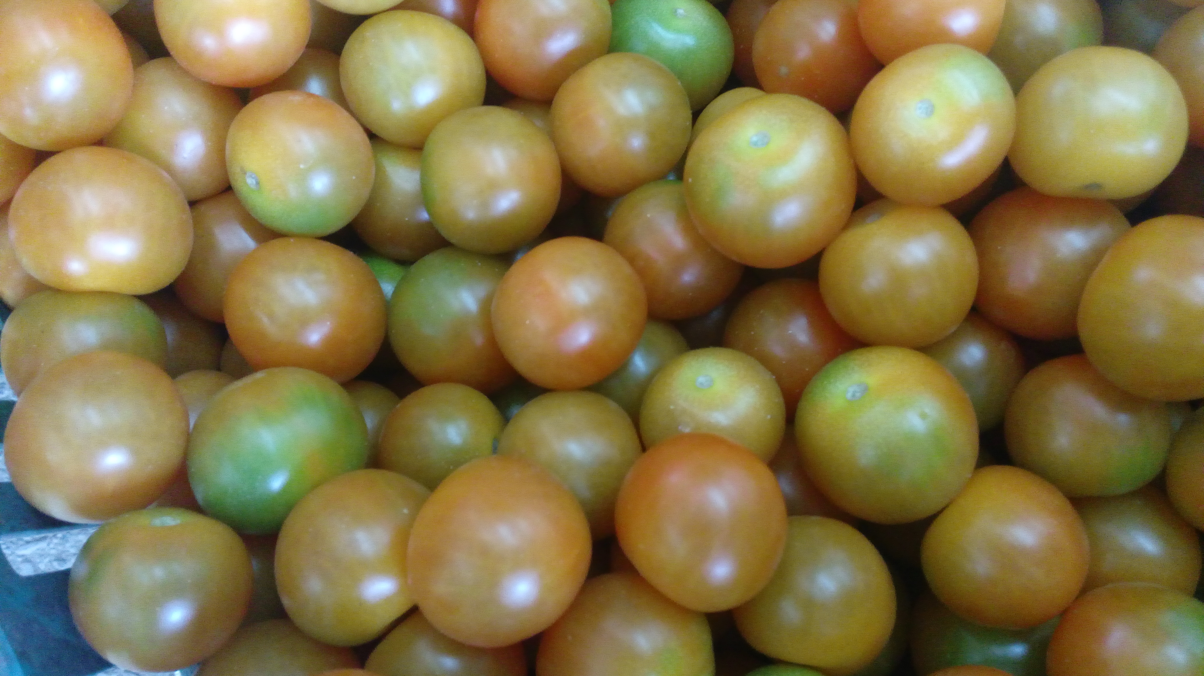 Tomate cherry