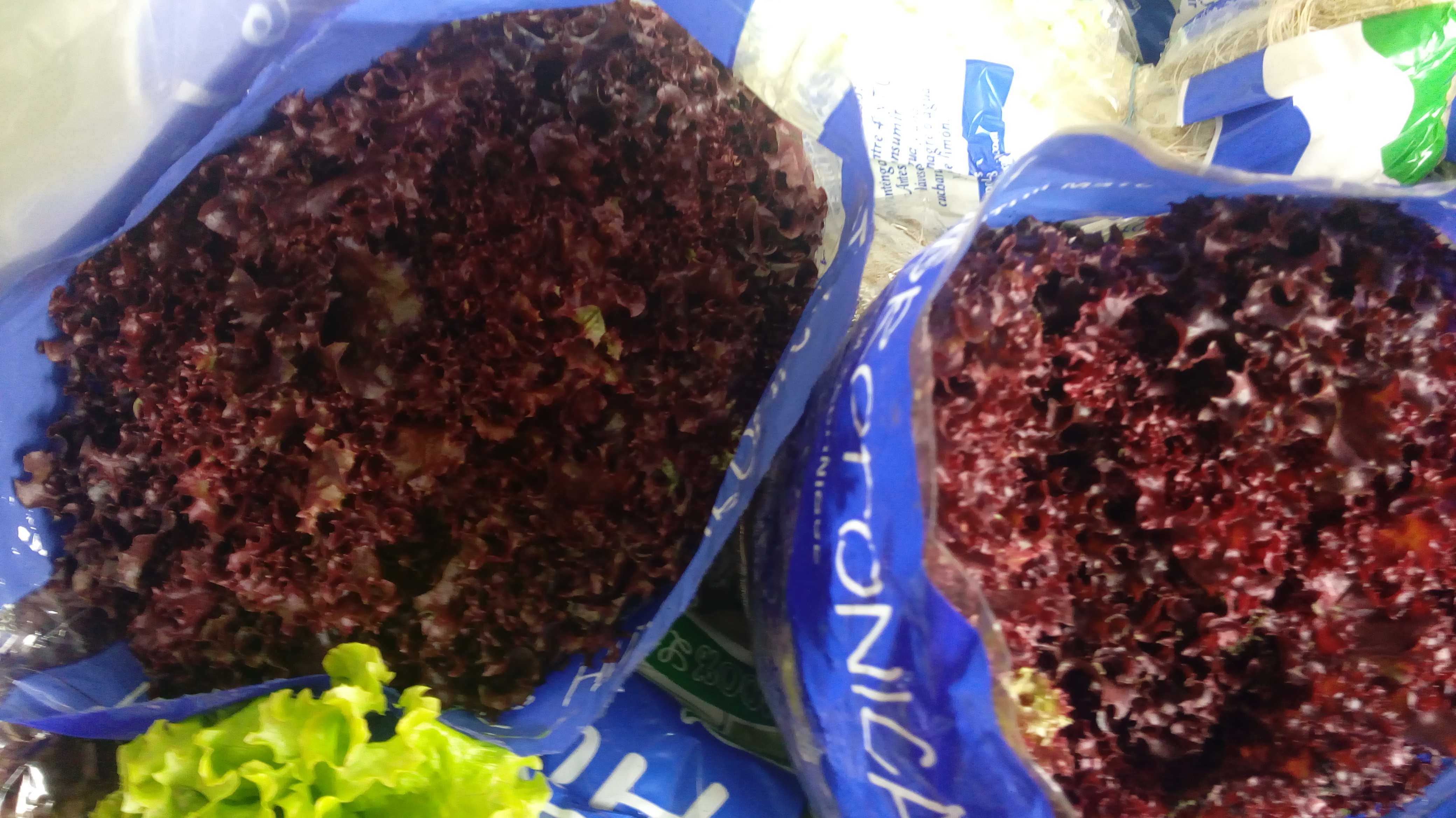 Lechuga morada