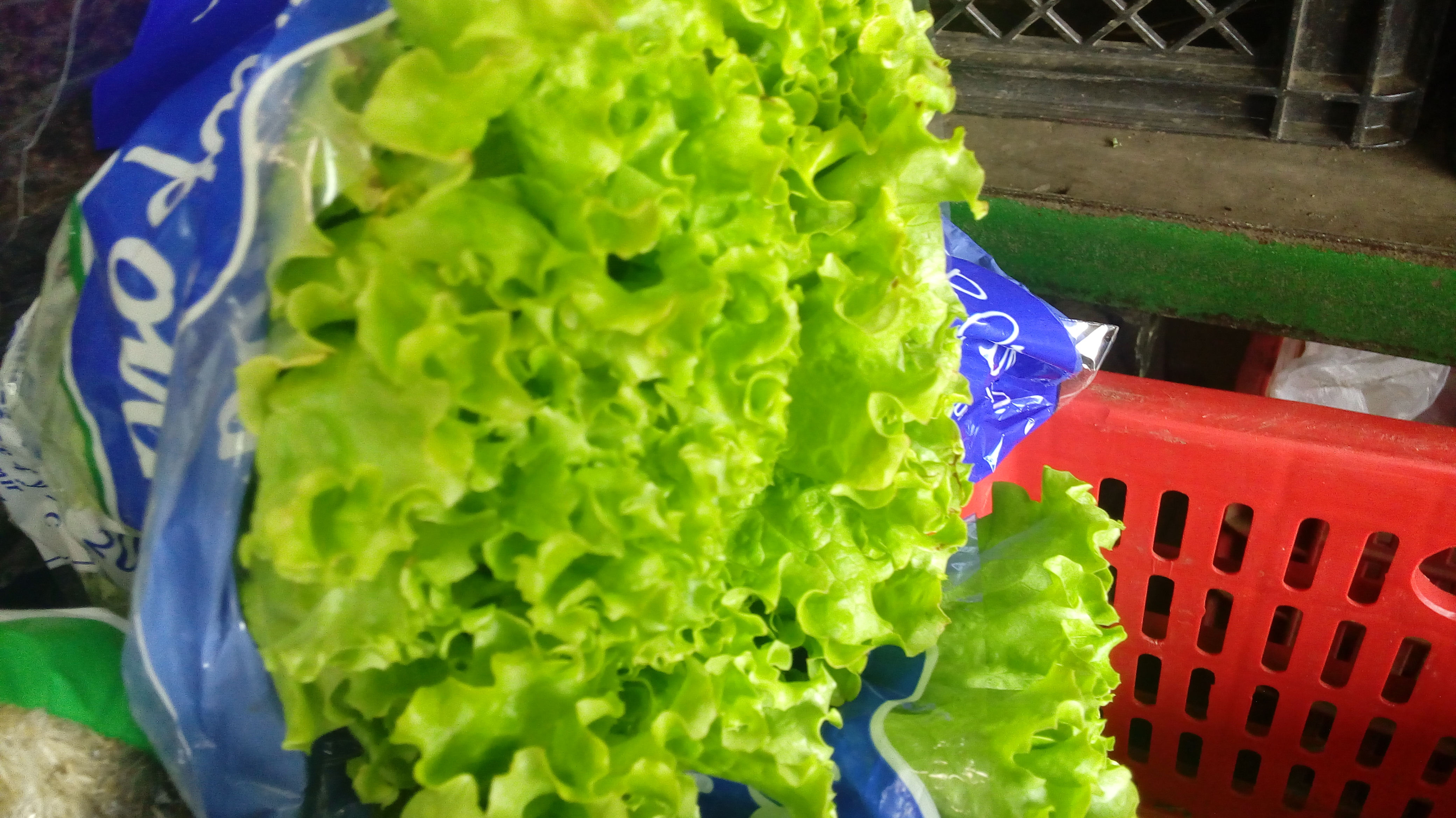 Lechuga