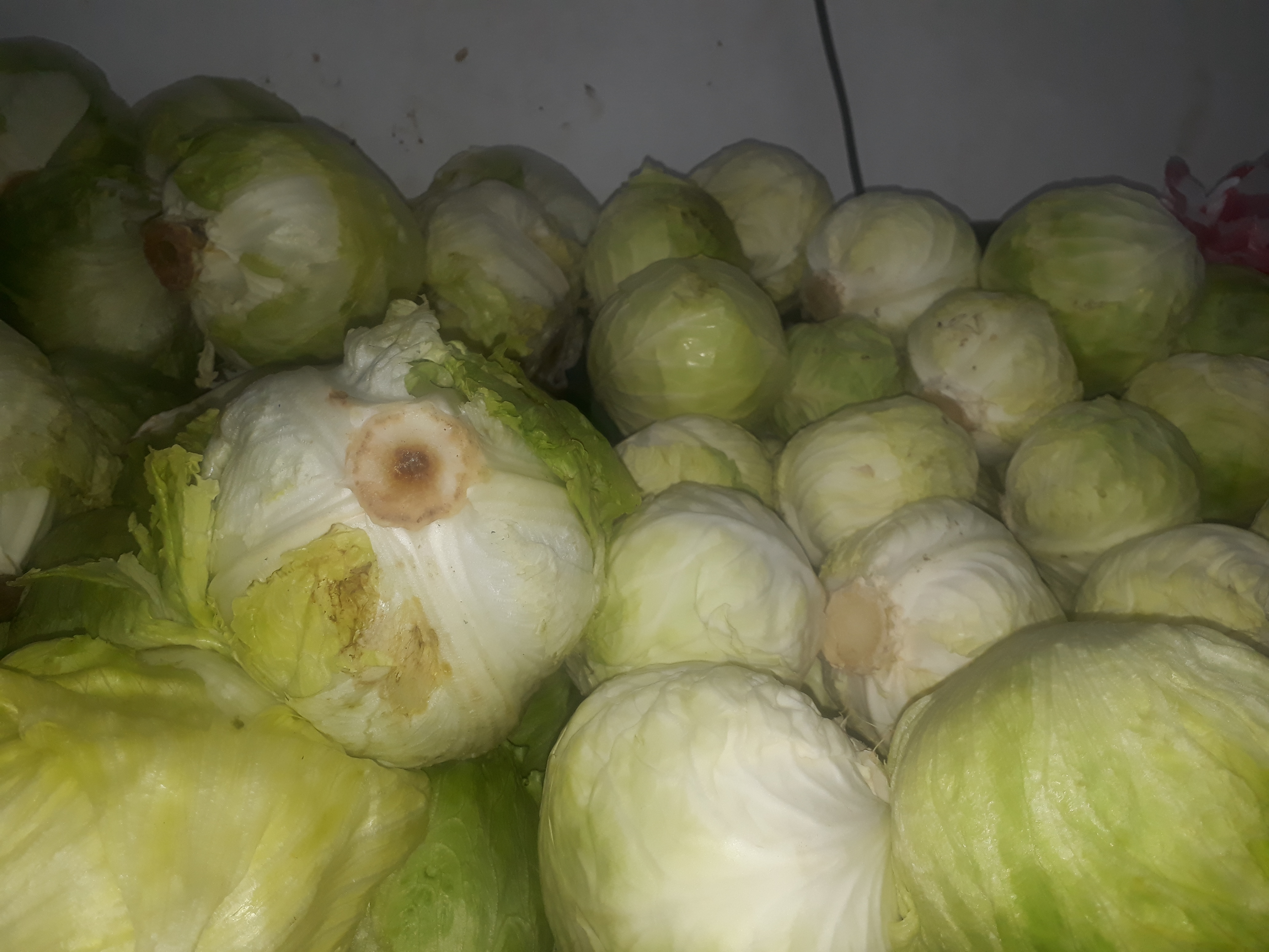 Lechuga
