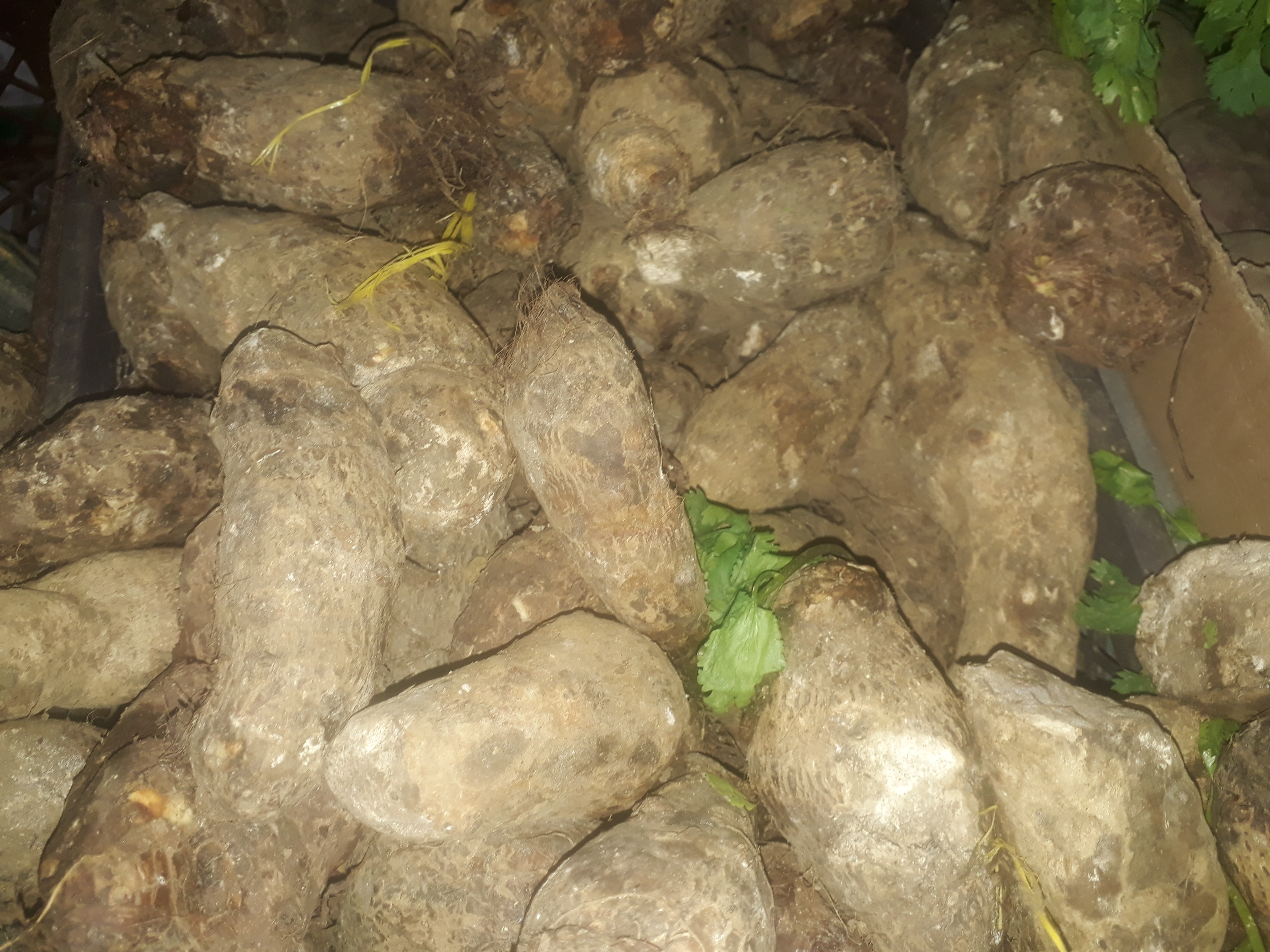 Malanga