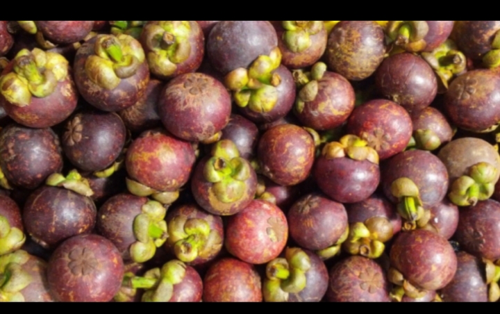 Mangostino selecto