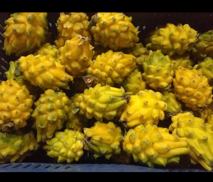 Pitaya