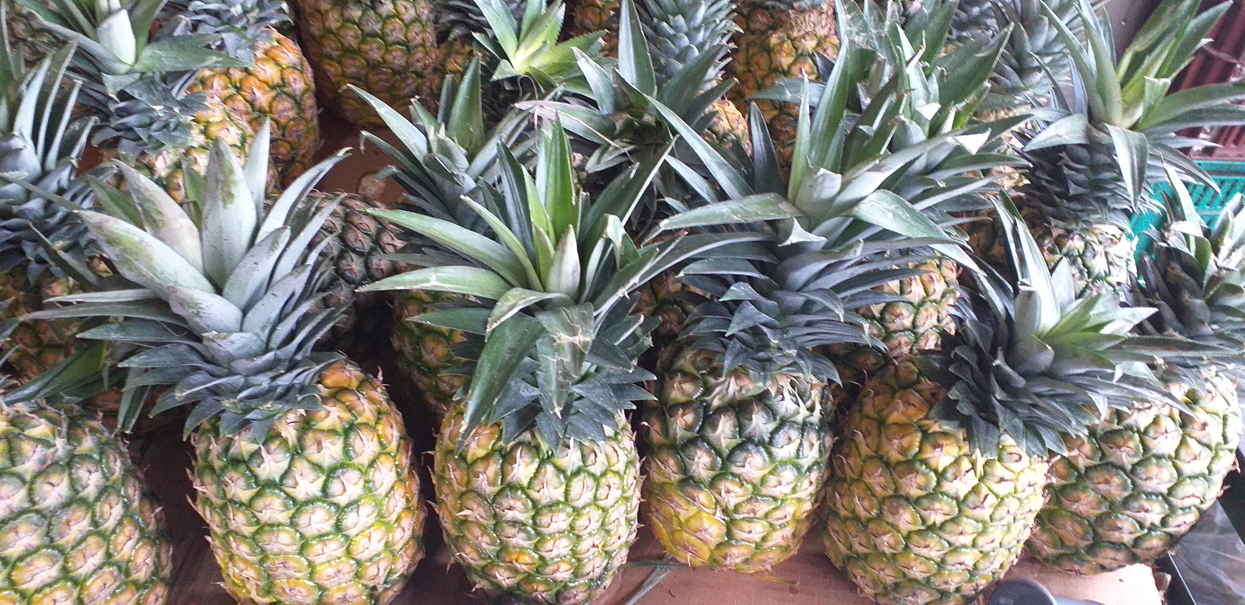 Piña oromiel