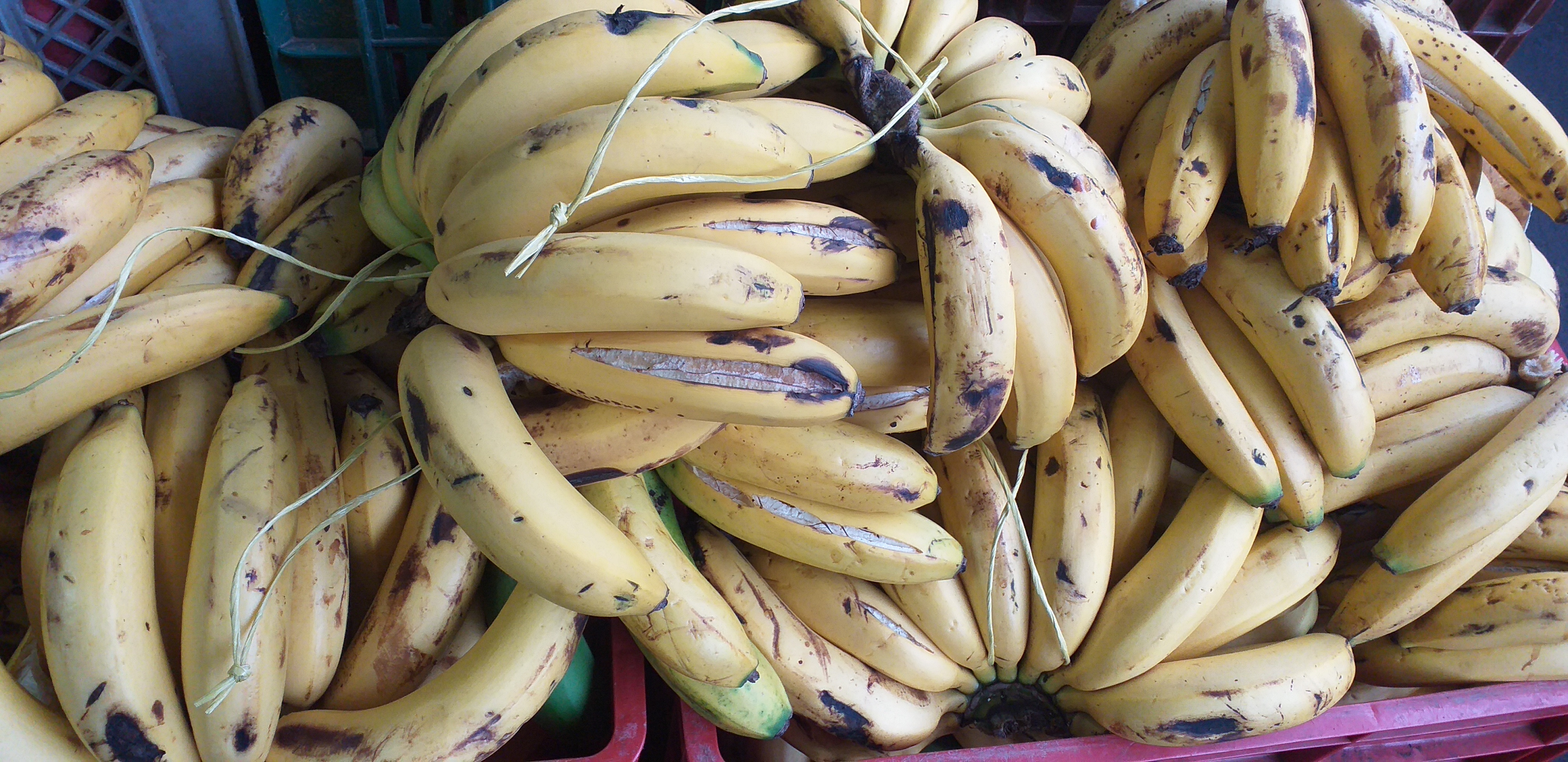 Banano criollo
