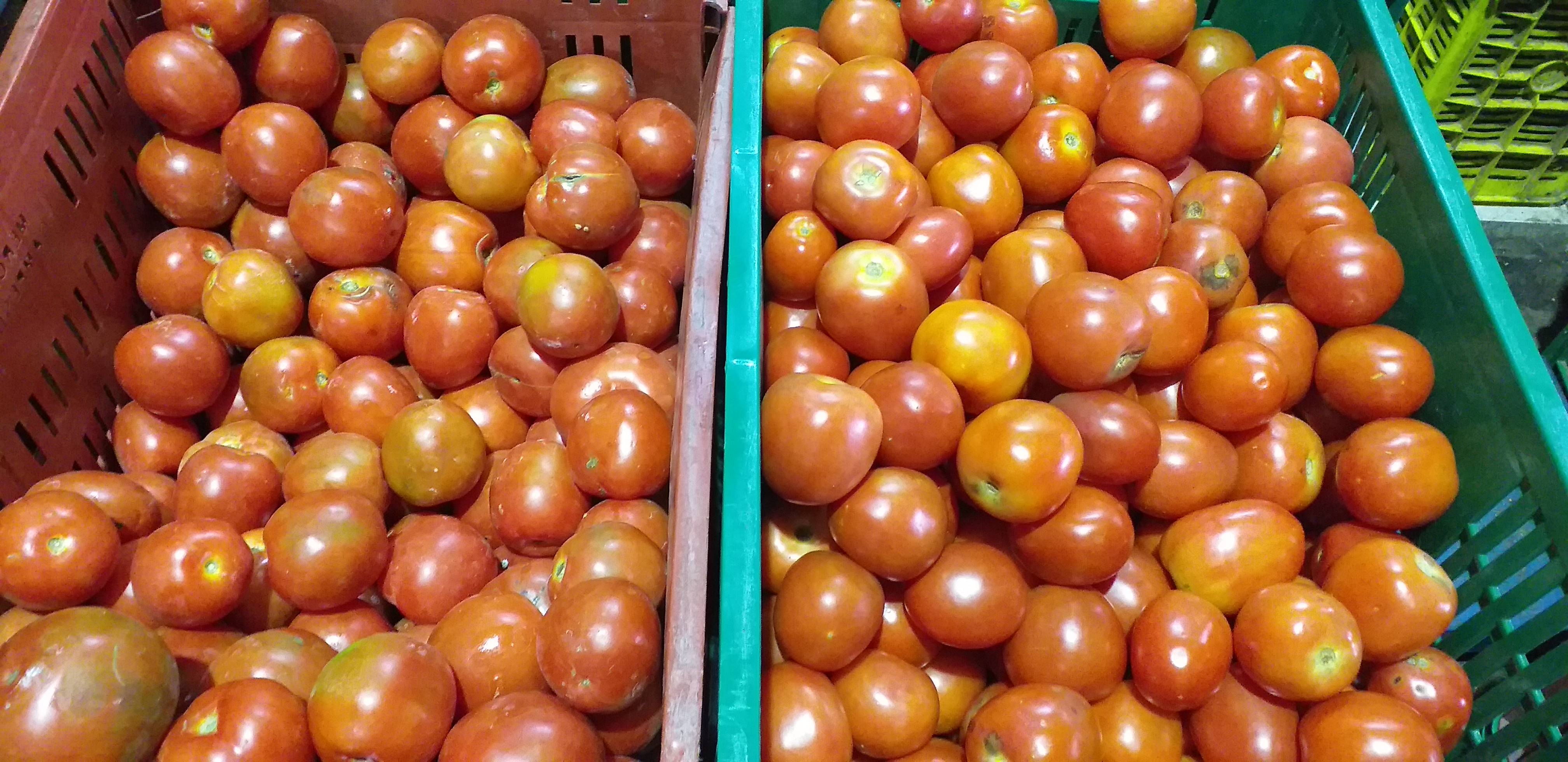 Tomate chonto