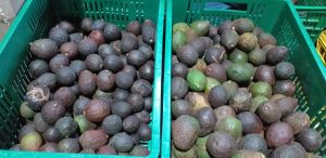 Aguacate hass