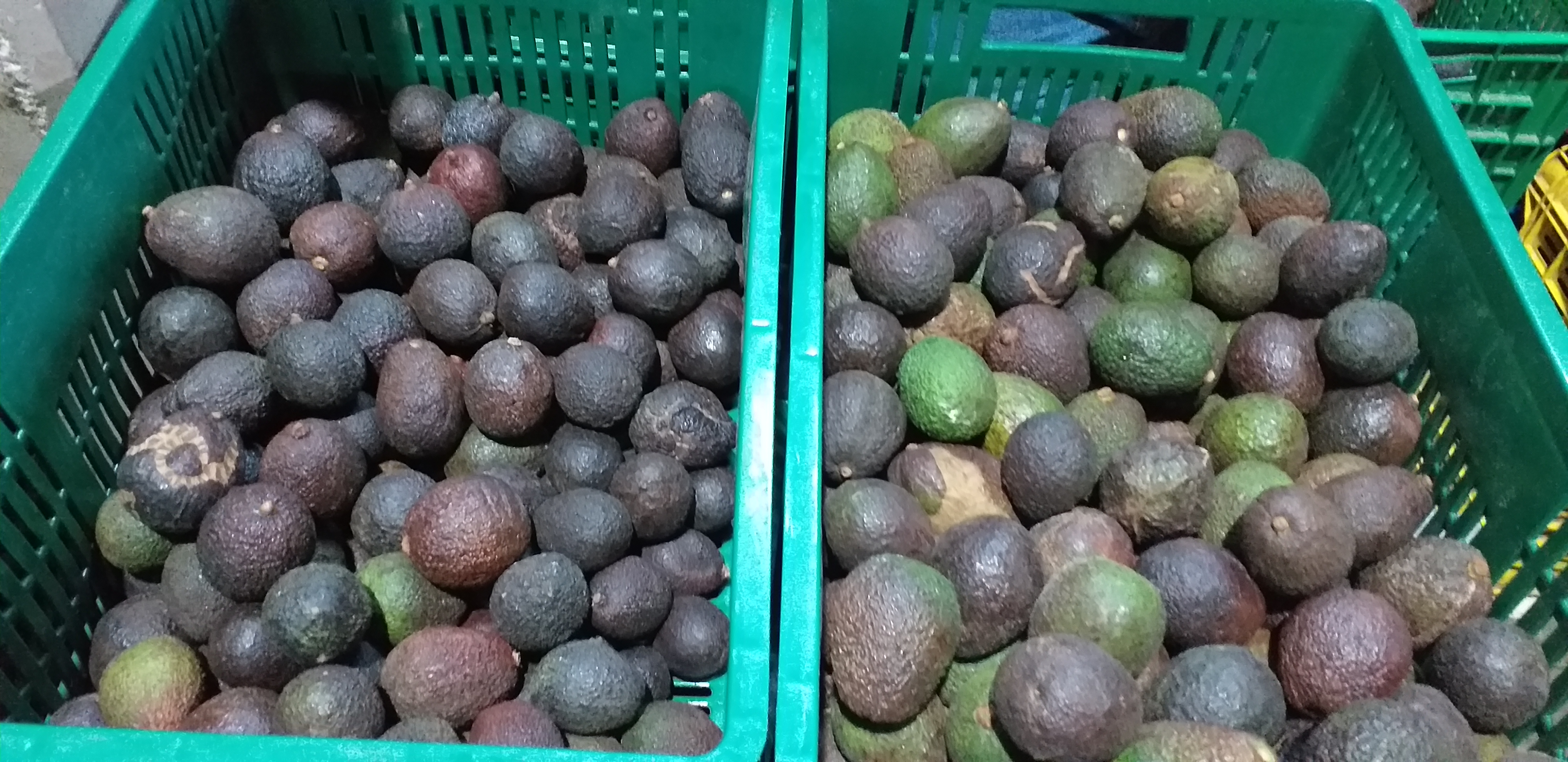 Aguacate hass