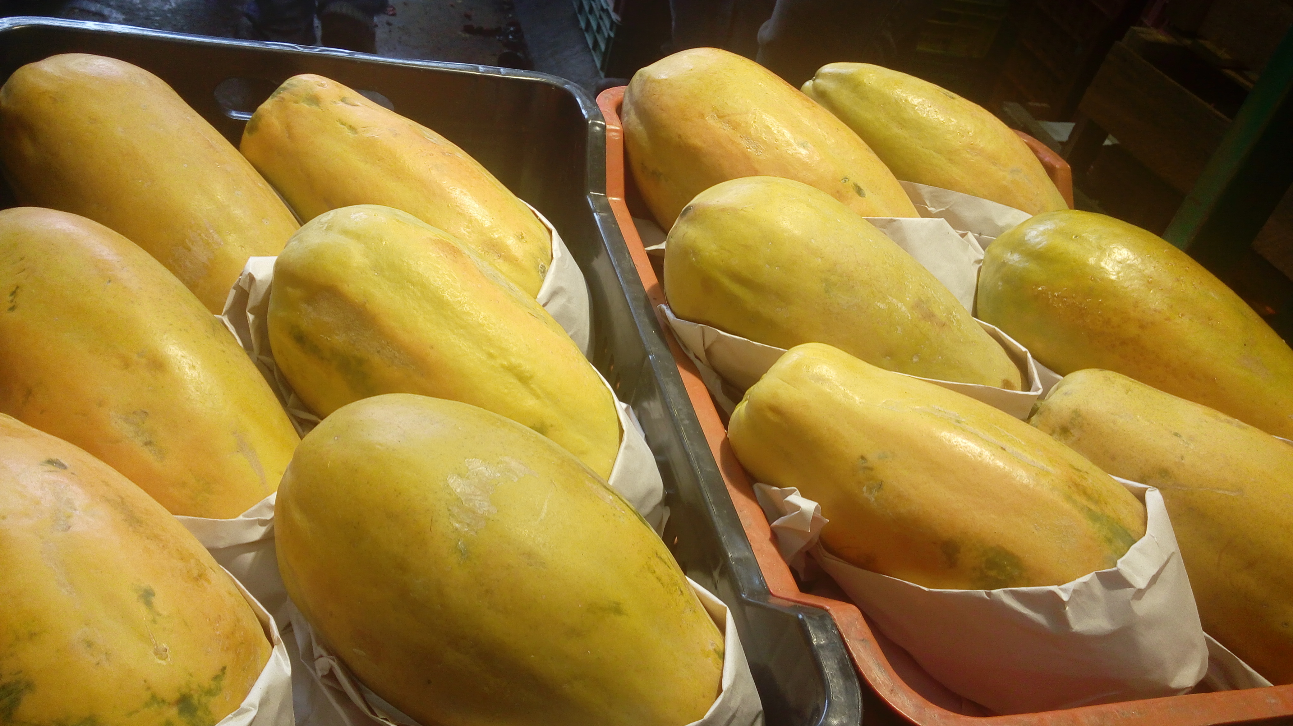 Papaya