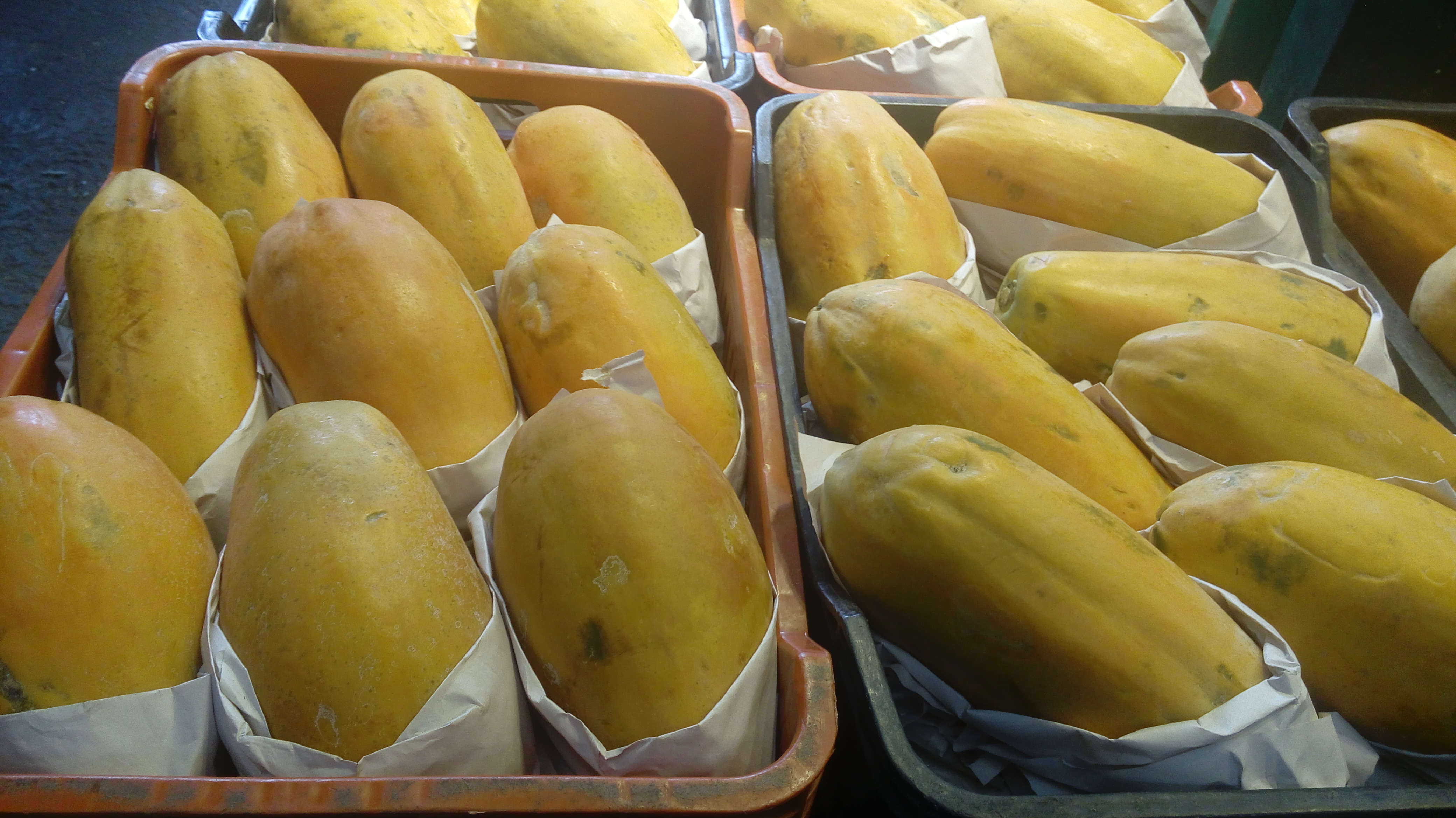 Papaya