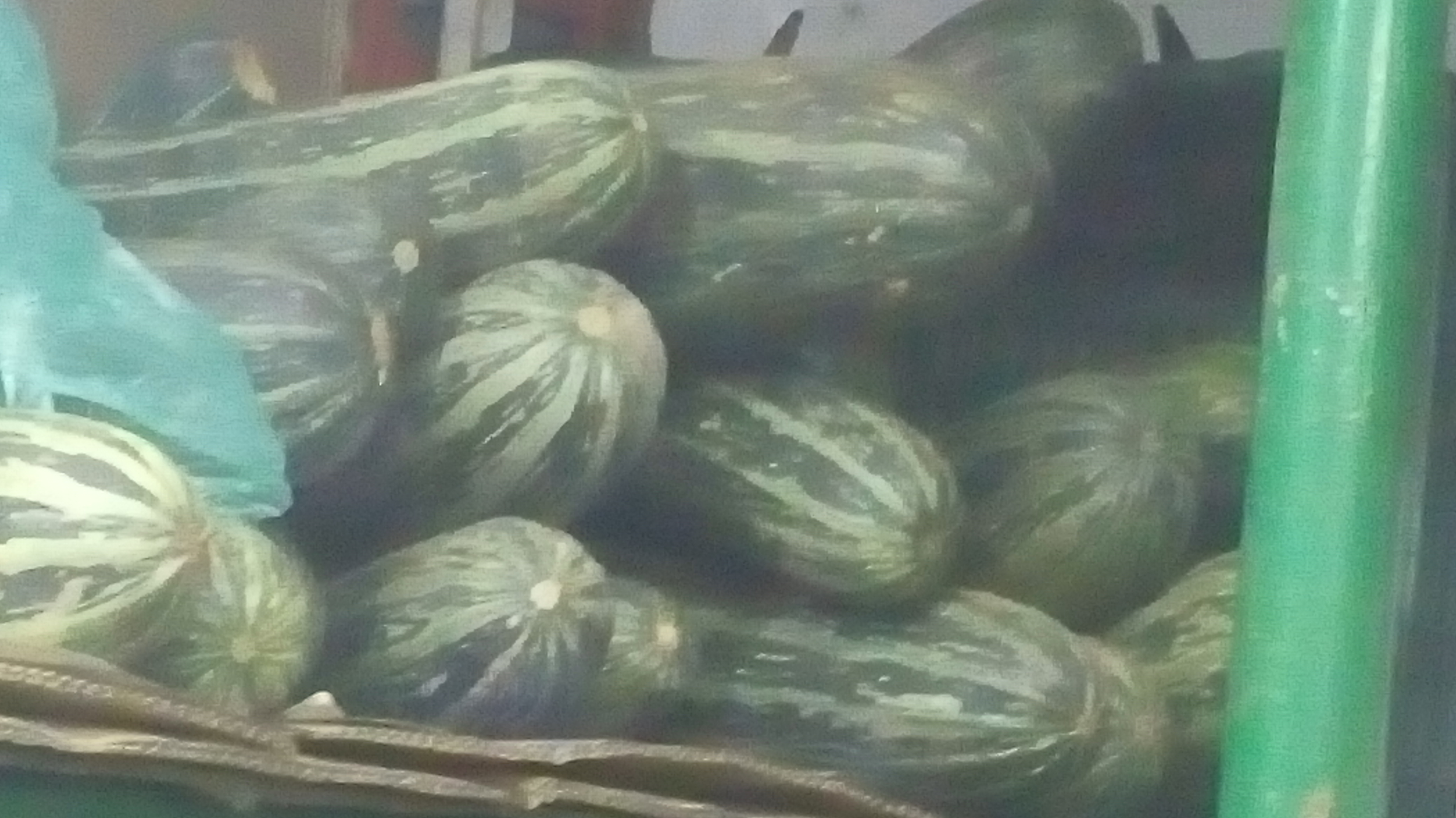 Calabazin