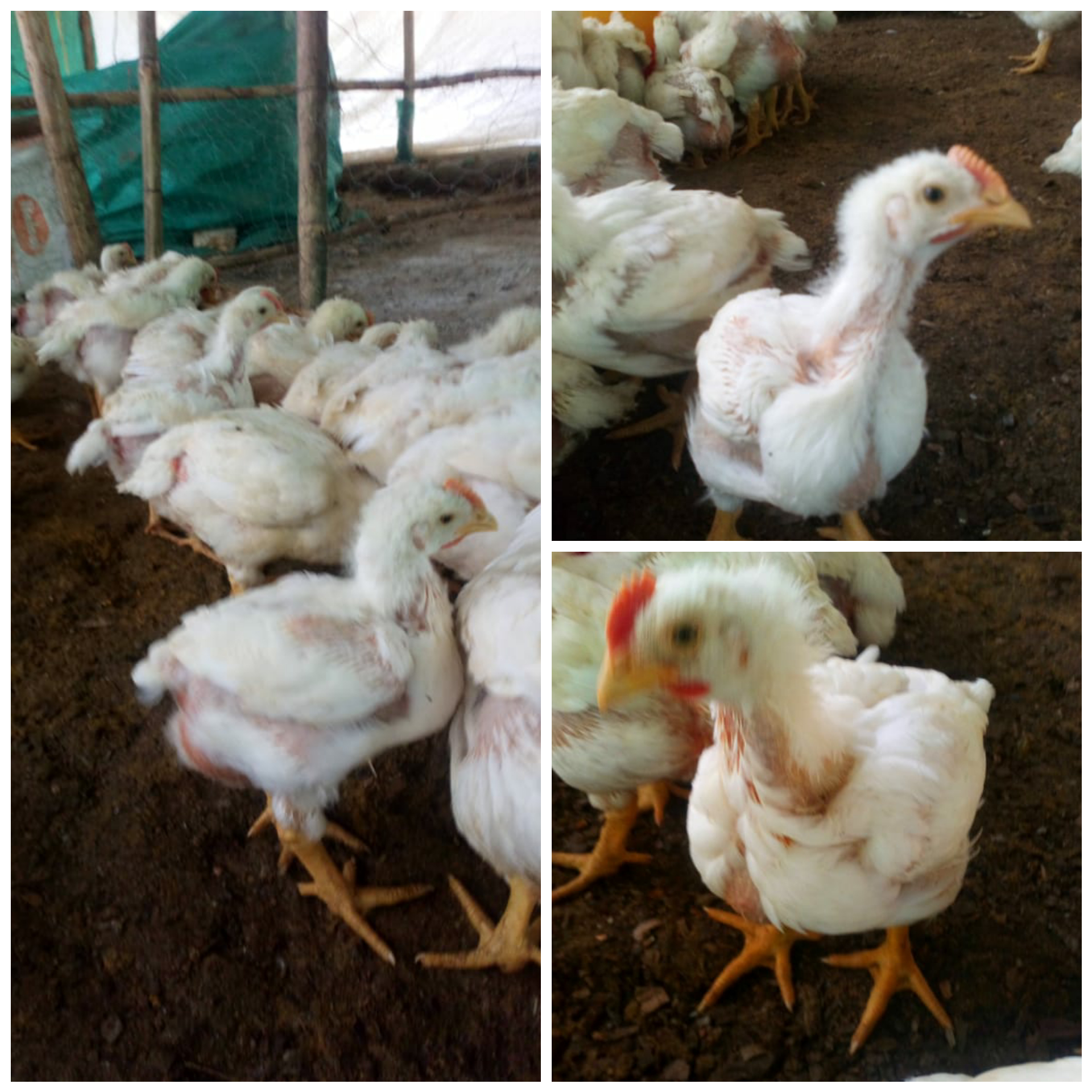 Pollos de engorde x 4.5 libras