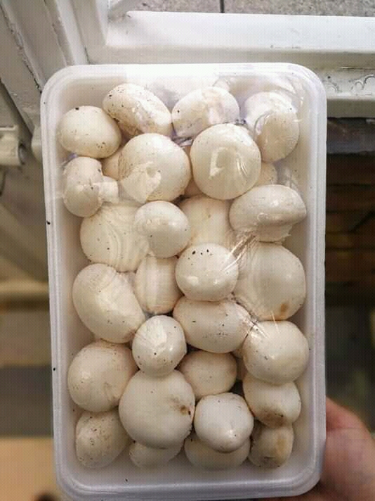 Champiñón