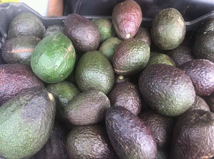 Agacate has