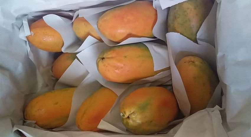 Papaya