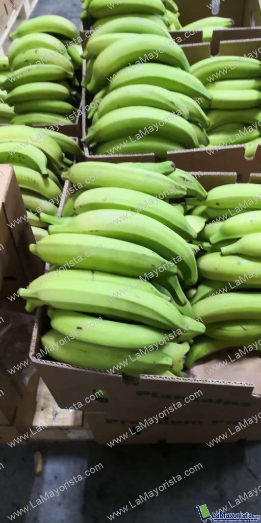 PLATANO EXPORTACION