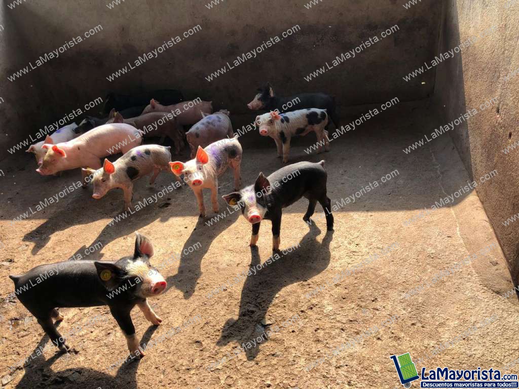 Cerdo destete
