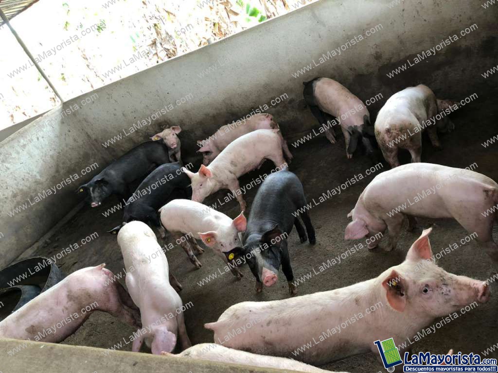 Cerdo levante