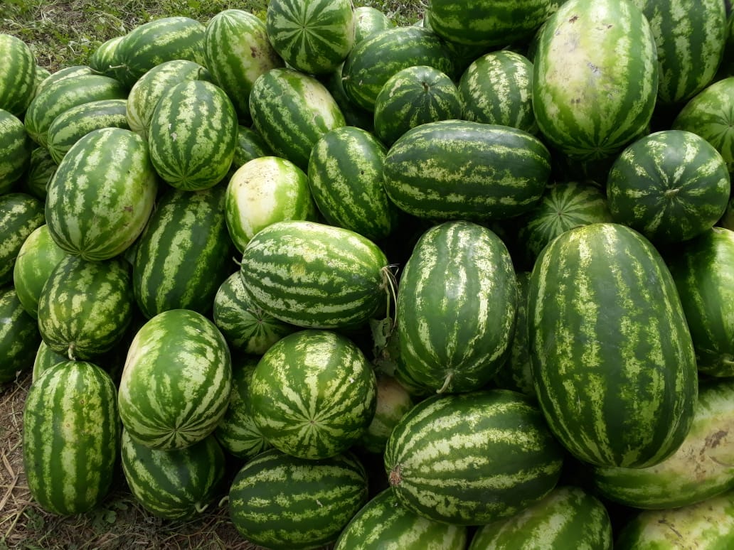 Sandia