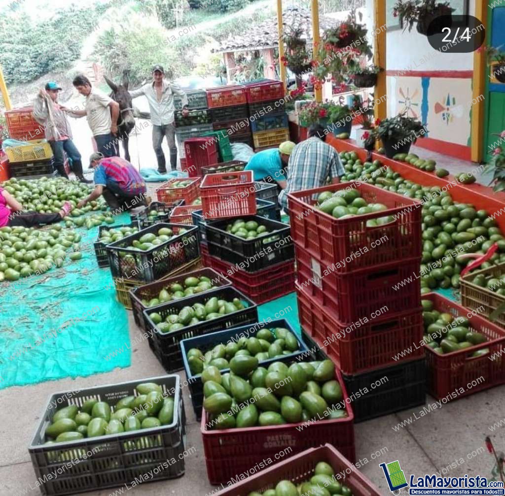 Aguacate lorena de 1ra