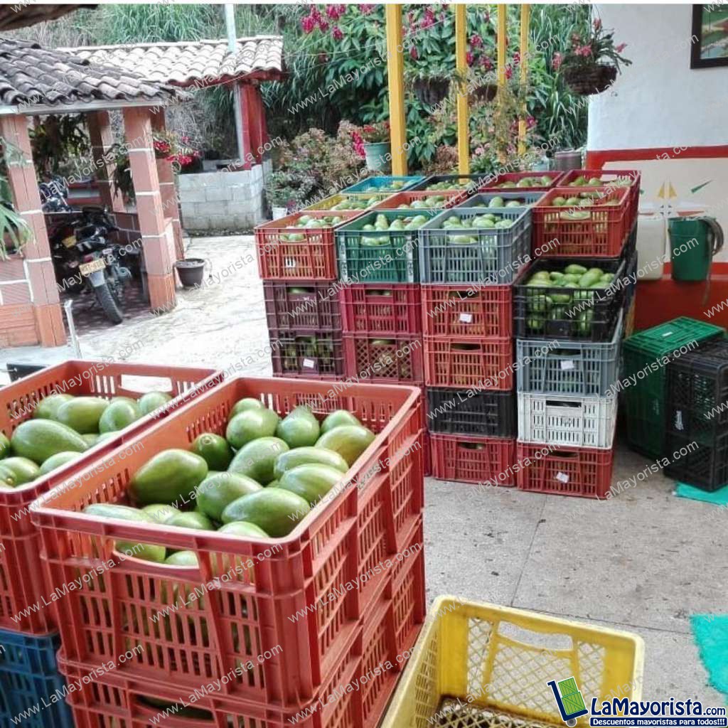 Aguacate lorena de 2da