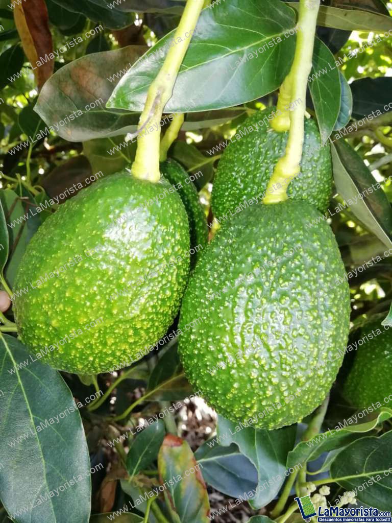 Aguacate hass