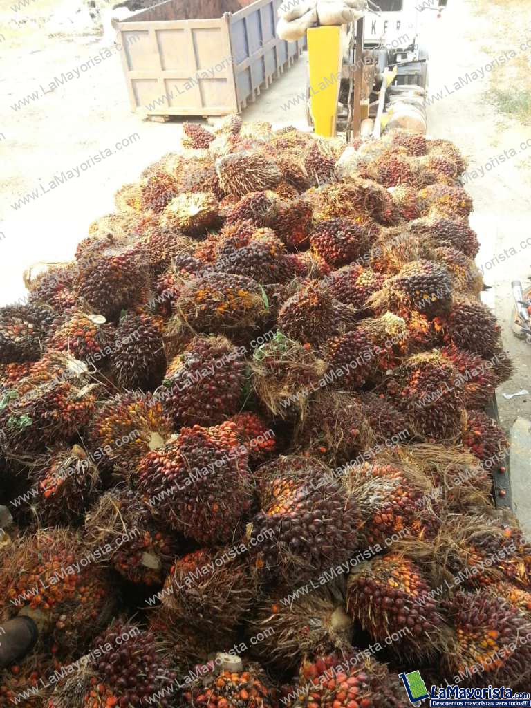 Racimos de fruta frescas de palma