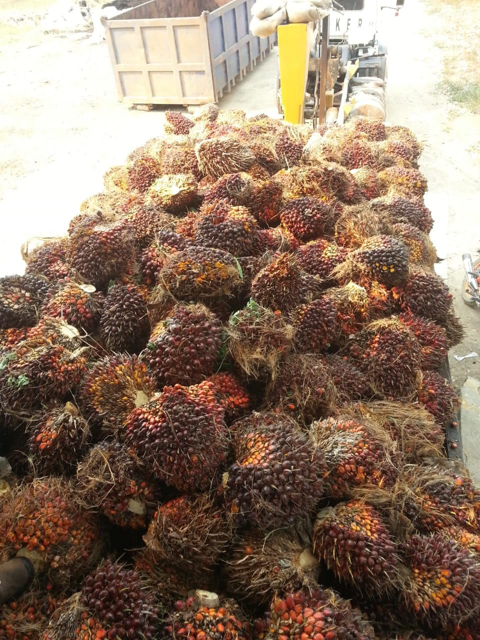 Racimo de fruta fresca de palma