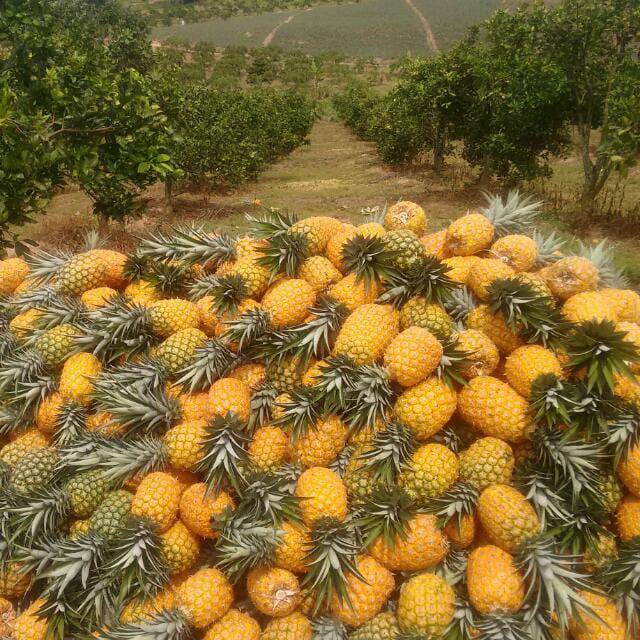 Peña oro miel
