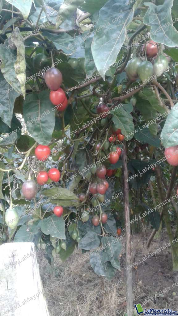 Tomate de arbol
