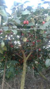Tomate de arbol