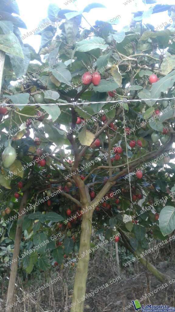 Tomate de arbol