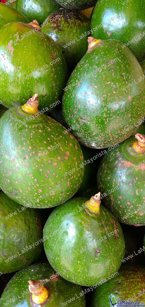Aguacate Collin red