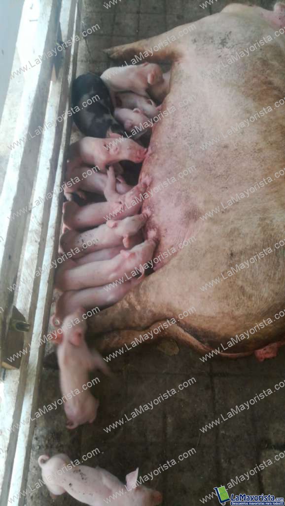 Camada lechones de 21 dias