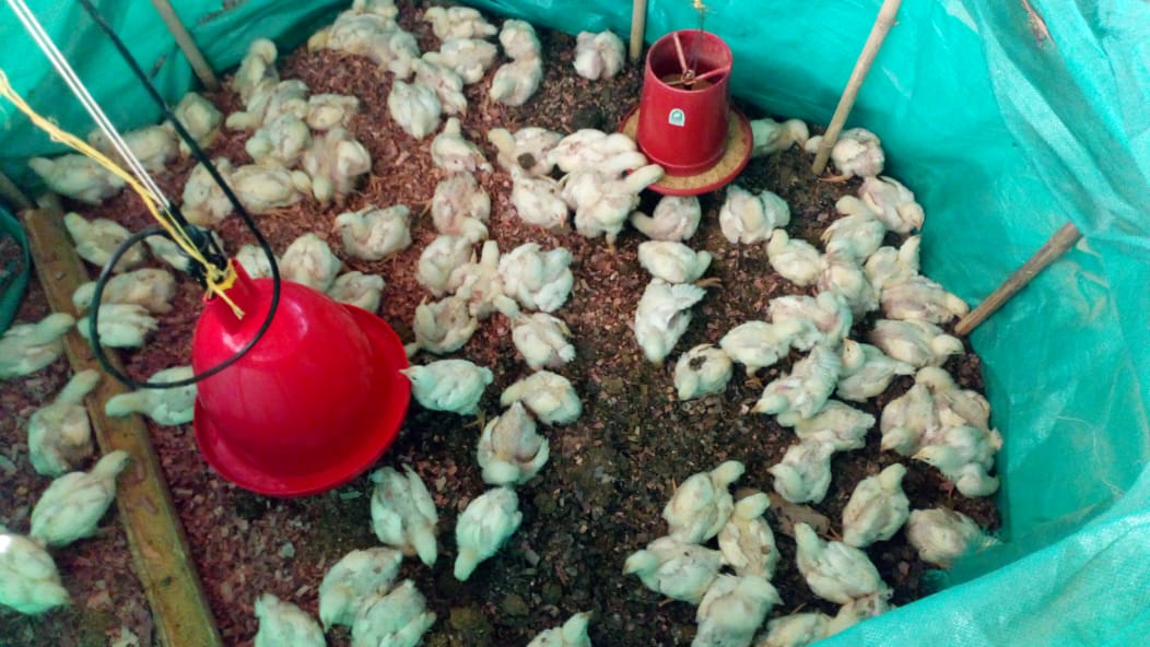 Pollos de engorde x 4 libras