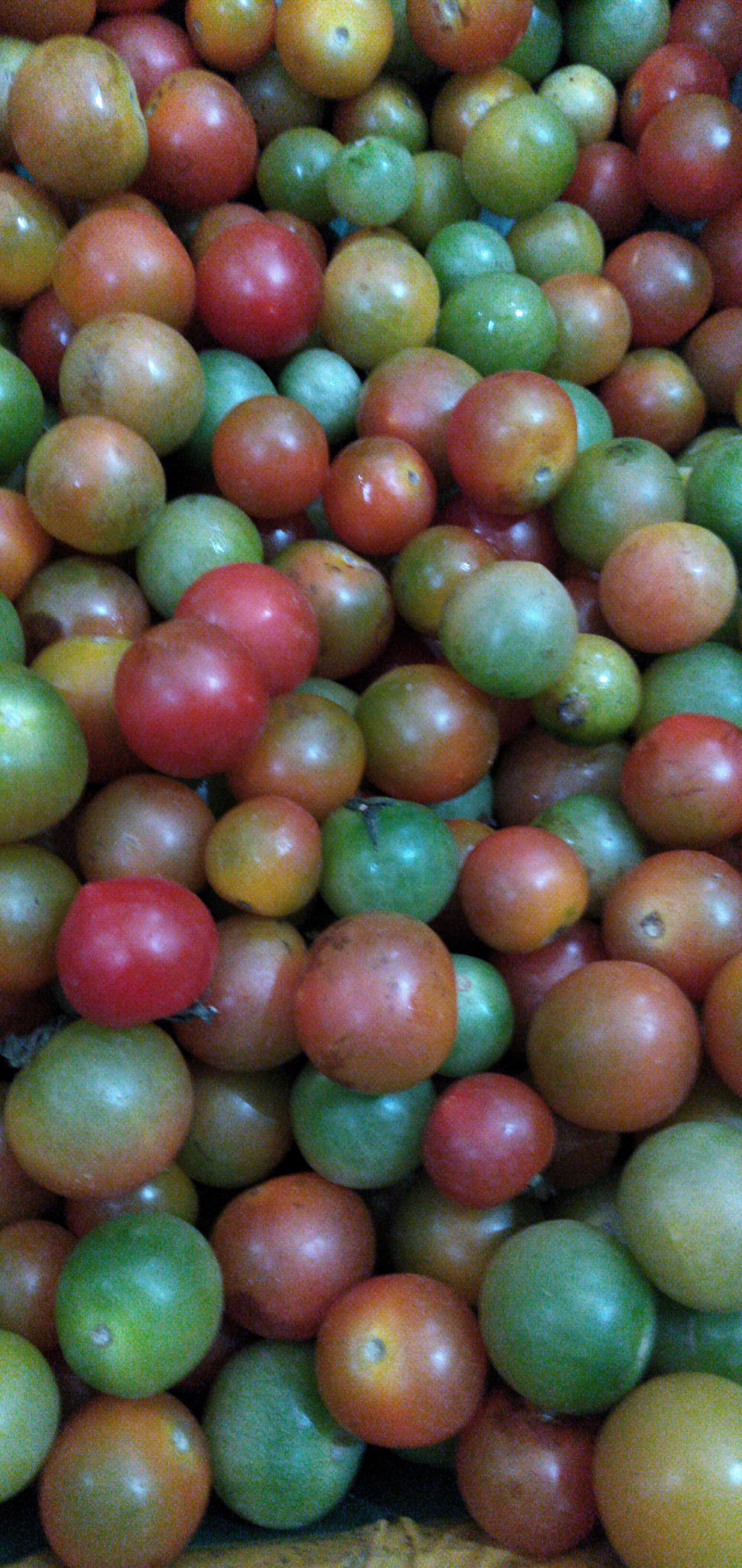 Tomate cherry