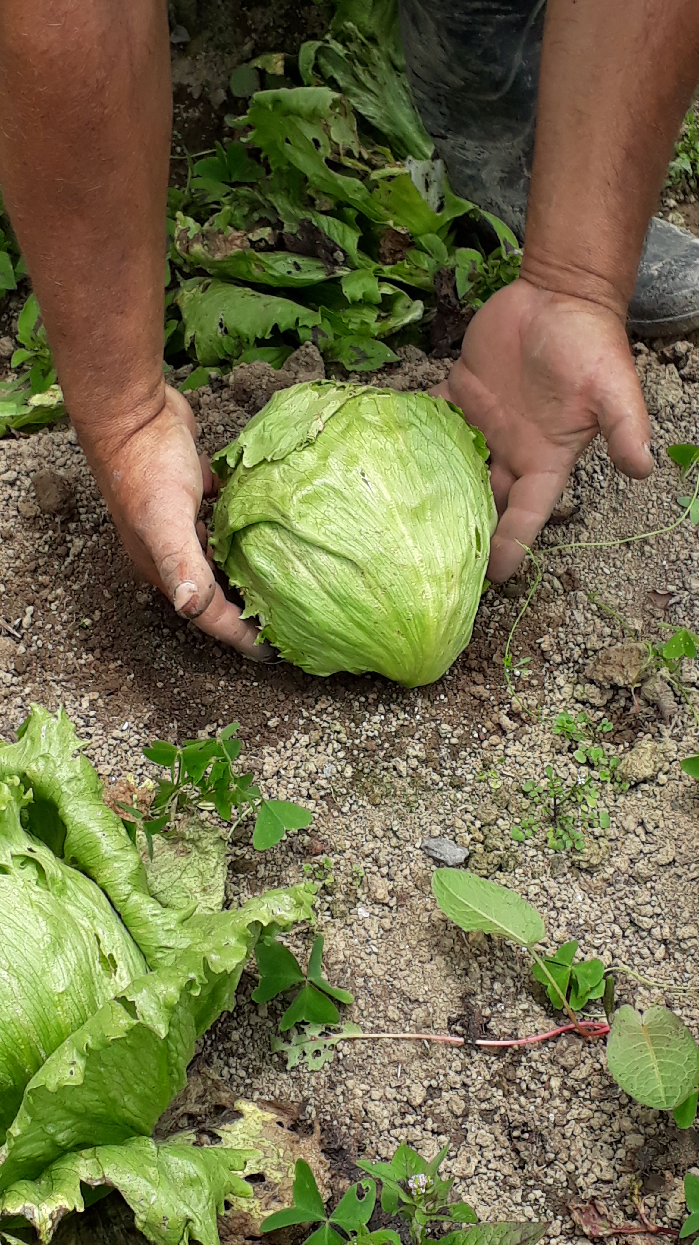 Lechuga