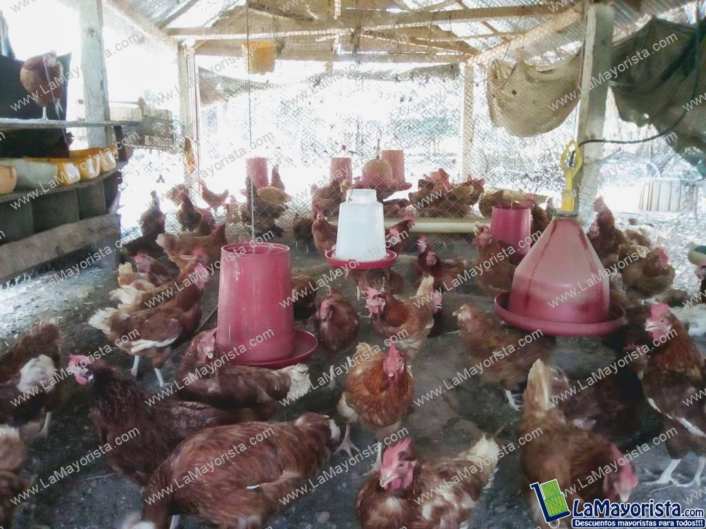Gallina ponedora