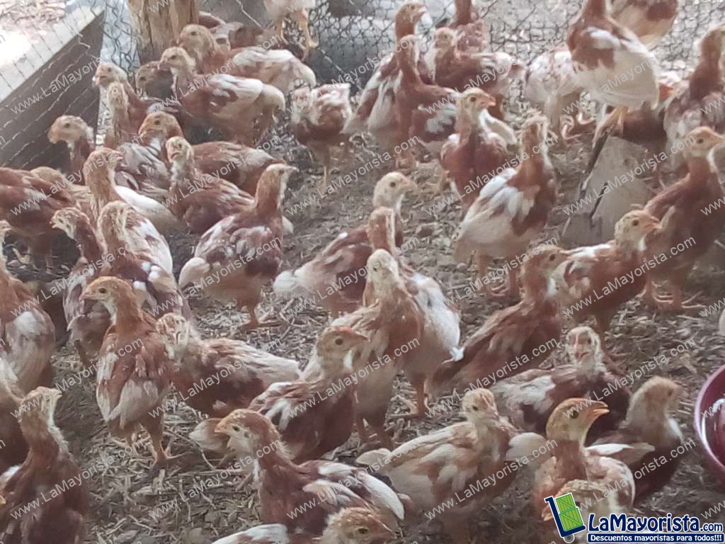 Gallina Levante