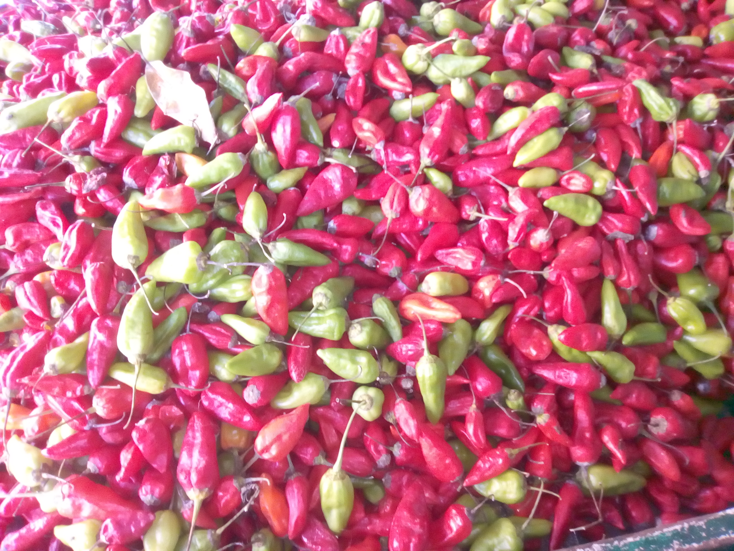 Ají criollo