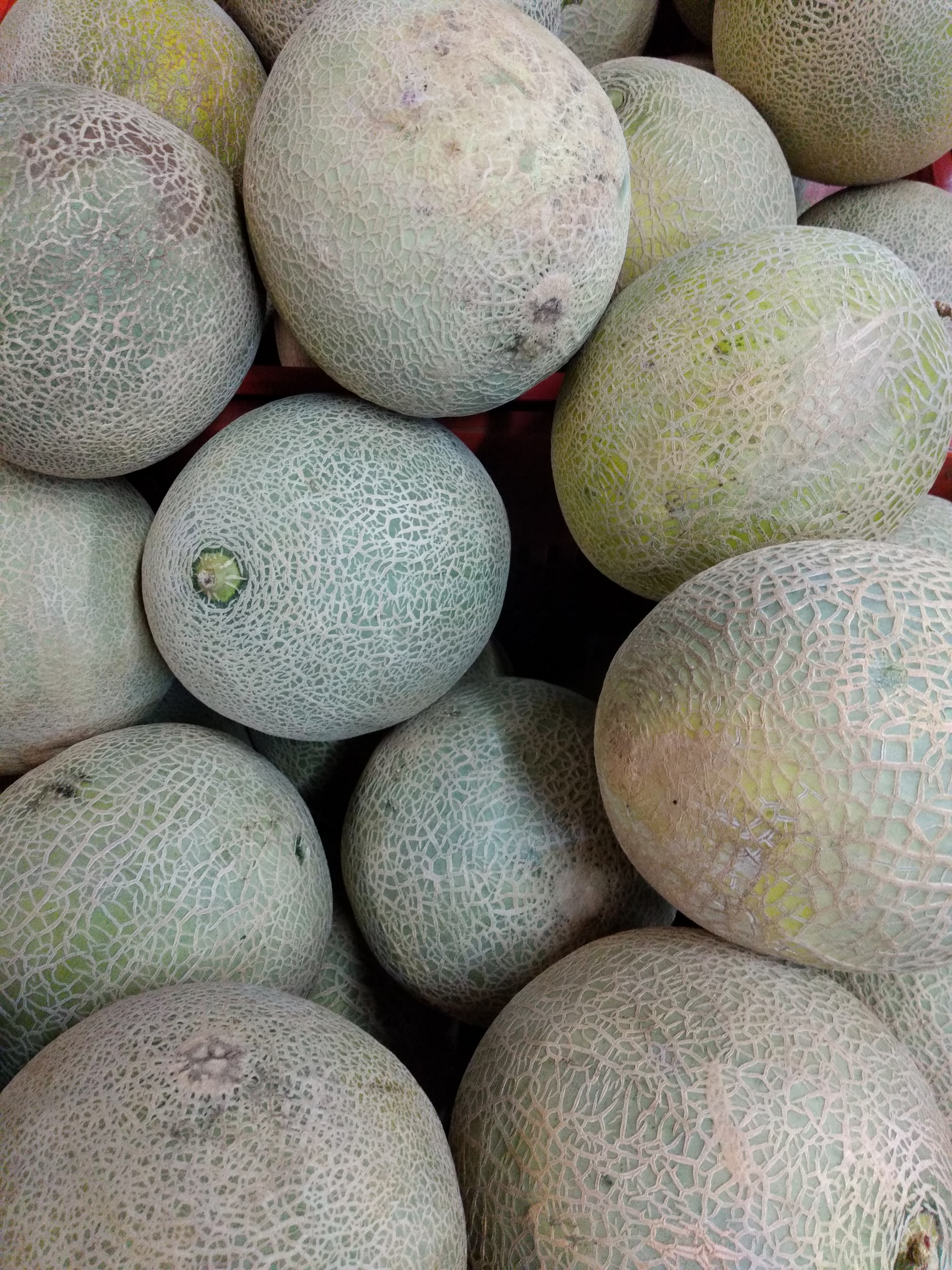 Melón