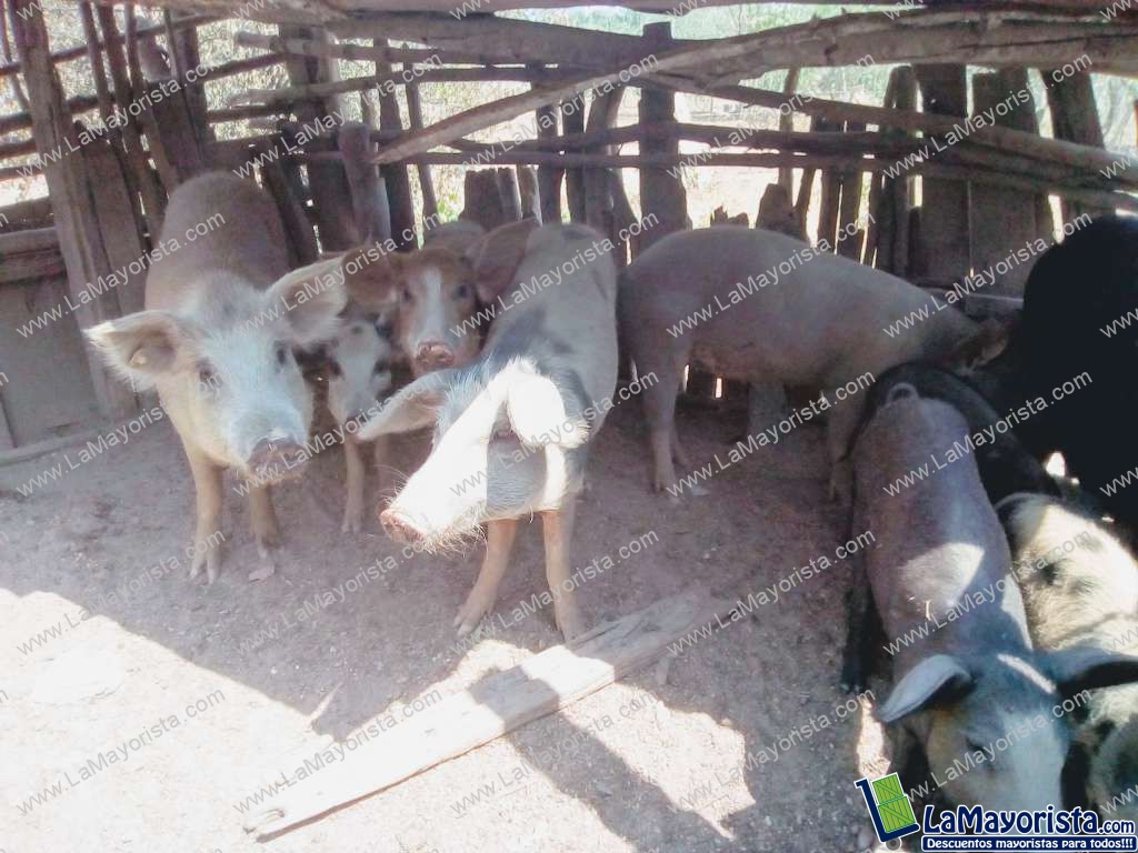 Cerdo criollo