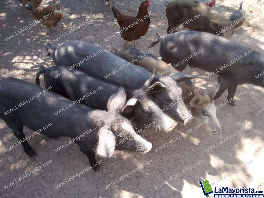 Cerdo criollo Levante